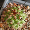Eriosyce islayensis