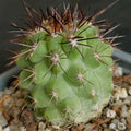 Eriosyce islayensis