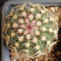 Echinocereus carmenensis