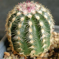 Echinocereus carmenensis