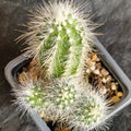 Echinocereus rayonensis