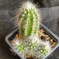Echinocereus rayonensis