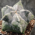 Astrophytum myriostigma “CV KIKO"