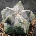 Astrophytum myriostigma “CV KIKO"