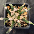 Ariocarpus agavoides
