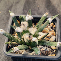 Ariocarpus agavoides