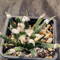 Ariocarpus agavoides