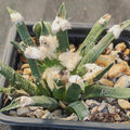 Ariocarpus agavoides