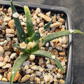 Ariocarpus agavoides