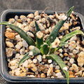 Ariocarpus agavoides