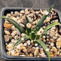 Ariocarpus agavoides