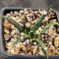 Ariocarpus agavoides