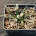 Ariocarpus agavoides