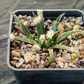 Ariocarpus agavoides
