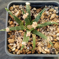 Ariocarpus agavoides