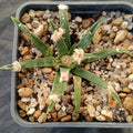 Ariocarpus agavoides