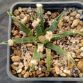 Ariocarpus agavoides