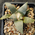 Ariocarpus retusus furfuraceus