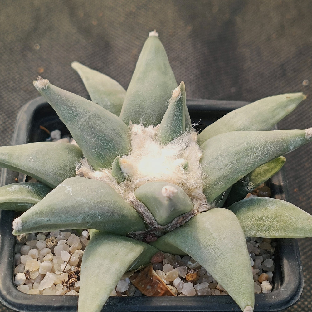 Ariocarpus retusus v furfuraceus