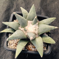 Ariocarpus retusus v furfuraceus