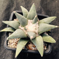 Ariocarpus retusus v furfuraceus