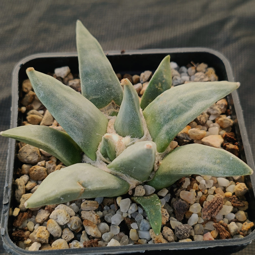 Ariocarpus retusus furfuraceus