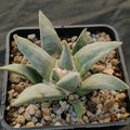 Ariocarpus retusus furfuraceus