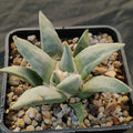 Ariocarpus retusus furfuraceus