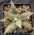 Ariocarpus retusus furfuraceus