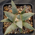 Ariocarpus retusus furfuraceus