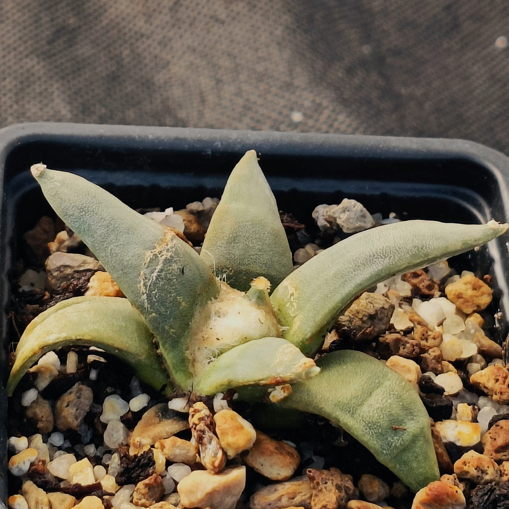 Ariocarpus retusus