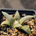 Ariocarpus retusus