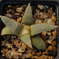 Ariocarpus retusus