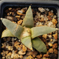 Ariocarpus retusus