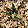Ariocarpus bravoanus