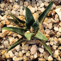 Ariocarpus bravoanus