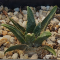 Ariocarpus bravoanus