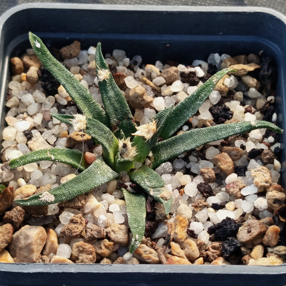 Ariocarpus agavoides