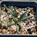 Ariocarpus agavoides