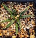 Ariocarpus agavoides