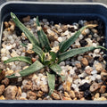Ariocarpus agavoides
