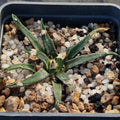 Ariocarpus agavoides