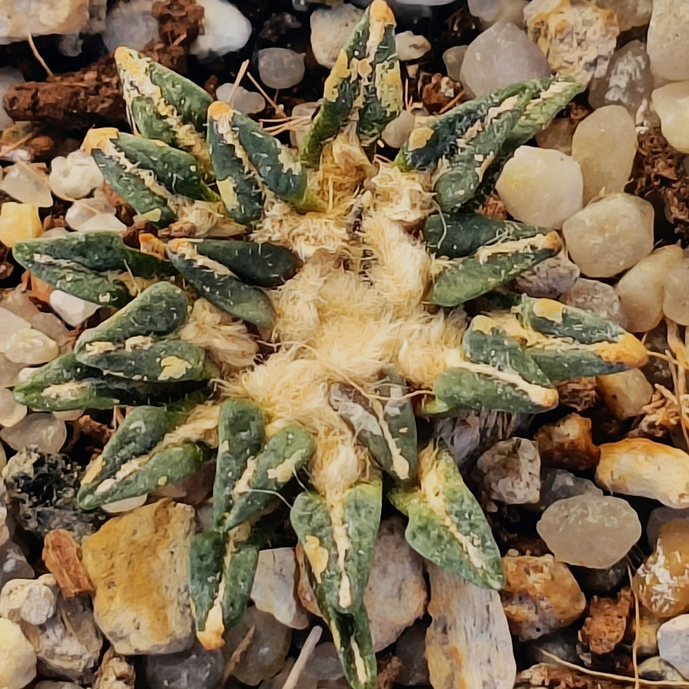 Ariocarpus kotschoubeyanus