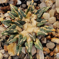 Ariocarpus kotschoubeyanus