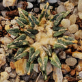 Ariocarpus kotschoubeyanus