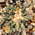 Ariocarpus kotschoubeyanus