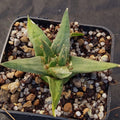 Ariocarpus trigonus