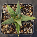 Ariocarpus trigonus