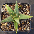 Ariocarpus trigonus