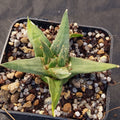 Ariocarpus trigonus